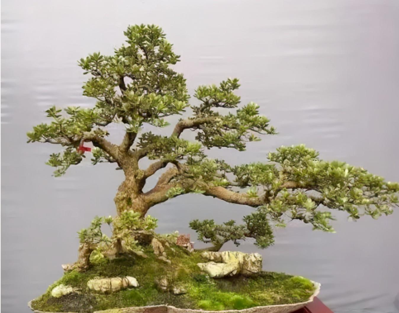 室内盆景树种大全(适合做盆景的植物)