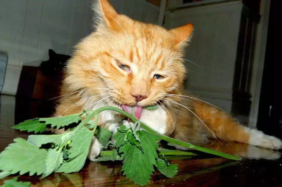 木天蓼是什么植物(木天蓼和猫薄荷的区别)
