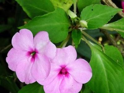 凤仙花传播种子的方法是什么(详解凤仙花种植方法)