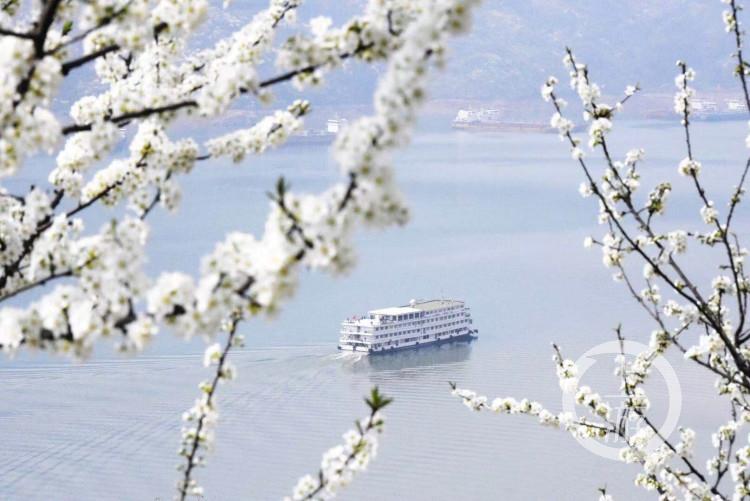 李花什么时候开（李花从开花到结果的时间）