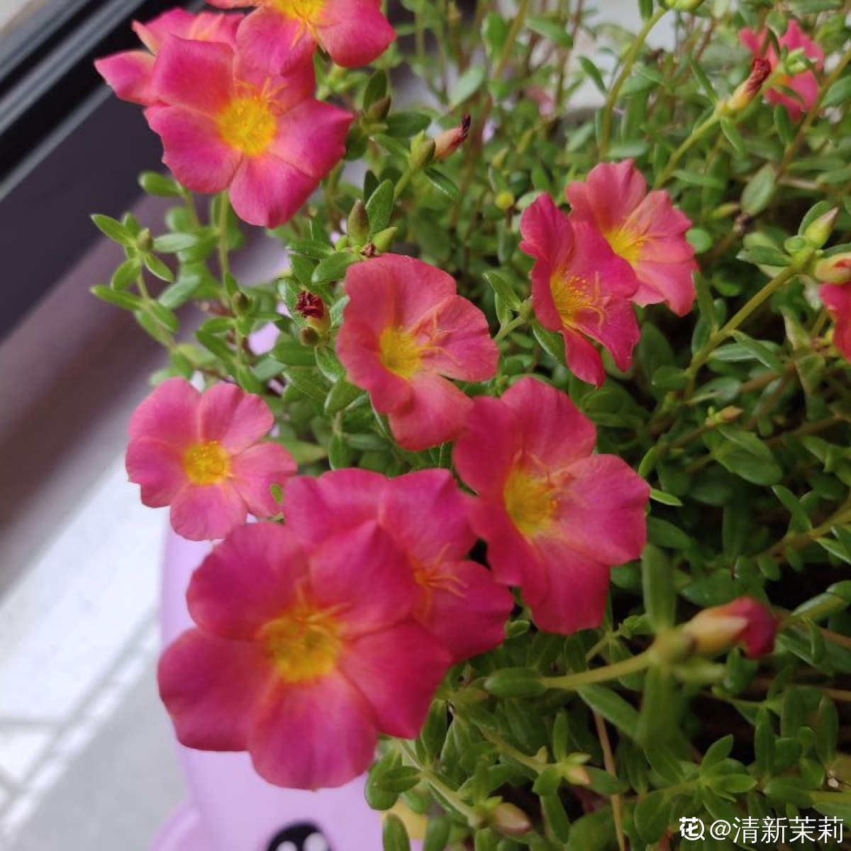适合阳台种植的花卉有哪些(客厅最旺家的绿植)