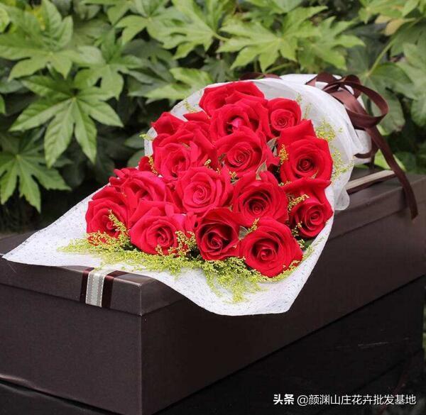 19朵玫瑰花的花语是什么意思(玫瑰花语象征与寓意)