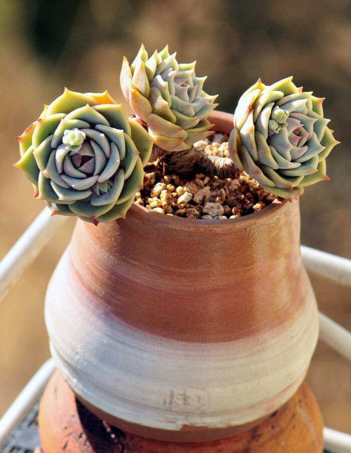 新载多肉的养殖方法和浇水(分享多肉盆栽养护技巧)