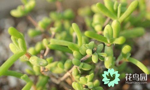 被子植物有哪些特点(常见的植物种类名称)