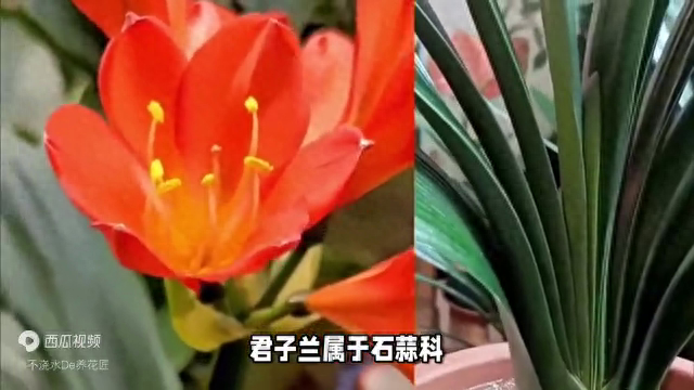 君子兰花语及寓意(了解君子兰的种植方法)