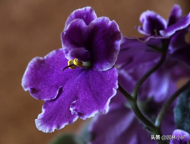 狗尾巴花的花语和寓意