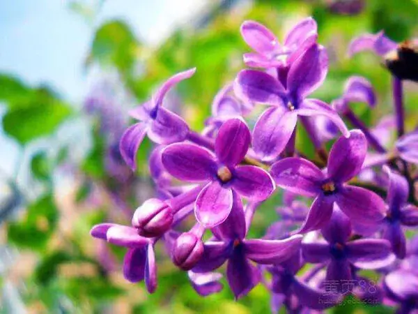 丁香花是什么颜色的(详解丁香花品种简介)
