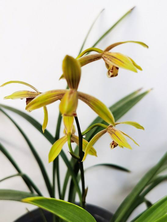 花中君子是什么花(花中四君子的象征意义)
