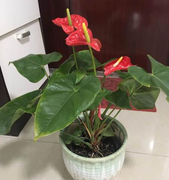 红掌叶子发黄是什么原因(红掌的栽培方法及注意事项)