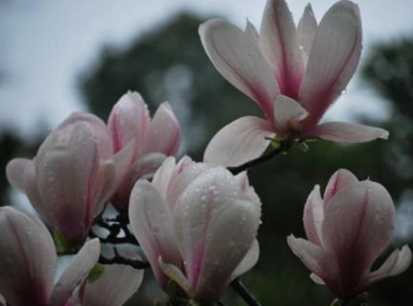 木兰花花语是什么(关于木兰花寓意)