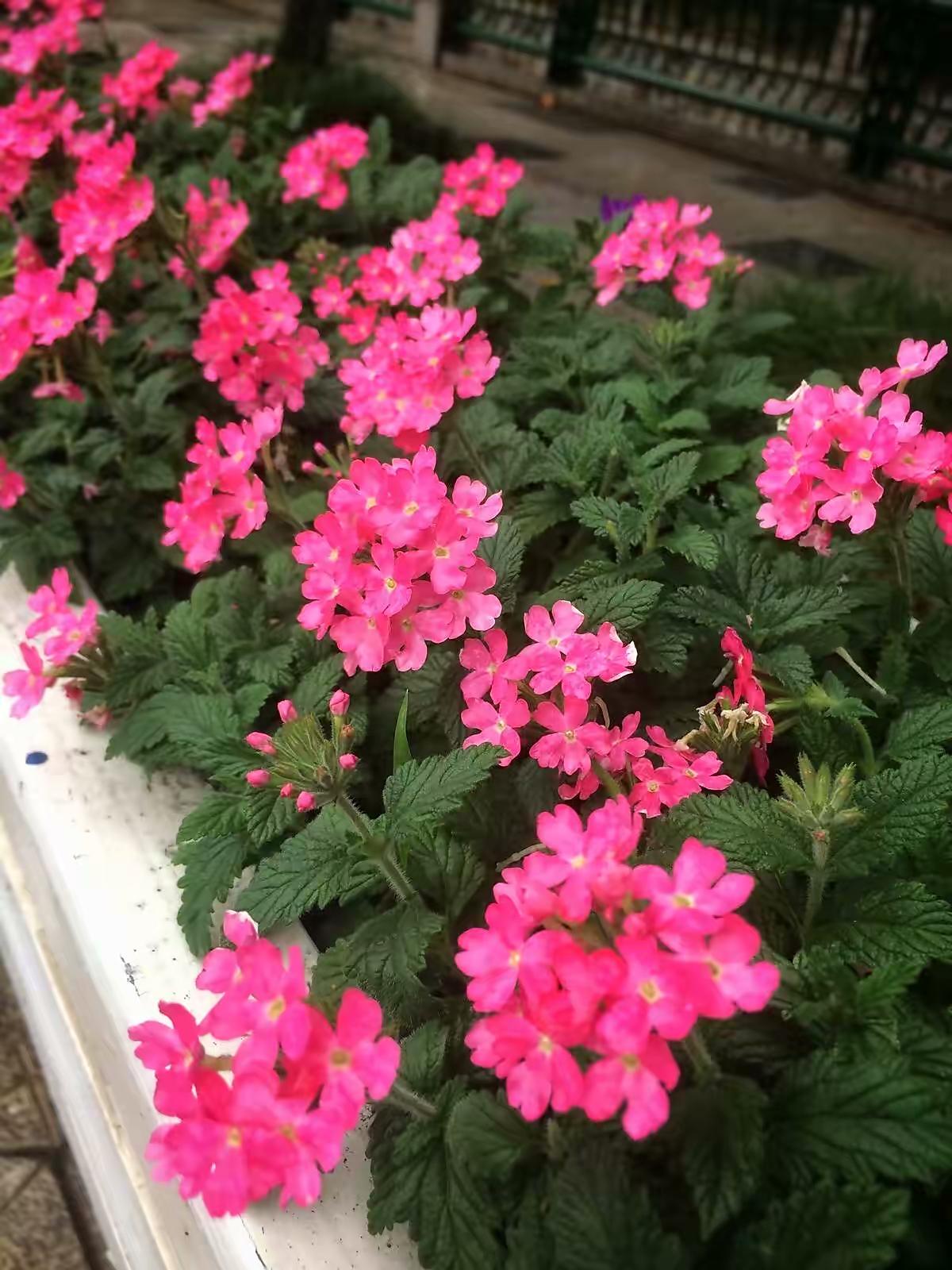 室内阳台种什么花好看又好养(最好养的阳台植物)