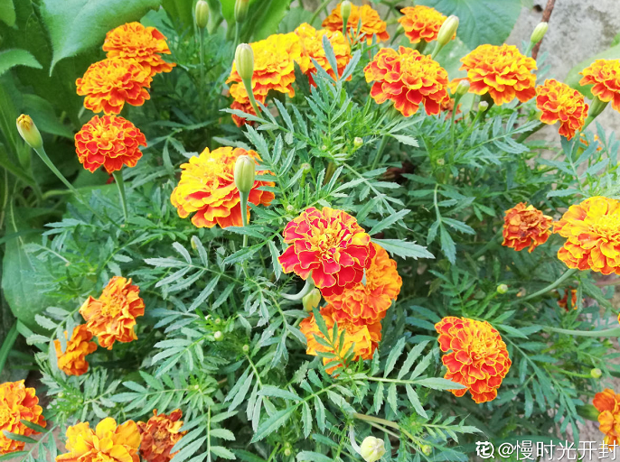 什么植物驱蚊效果好(驱蚊最好的植物排名)