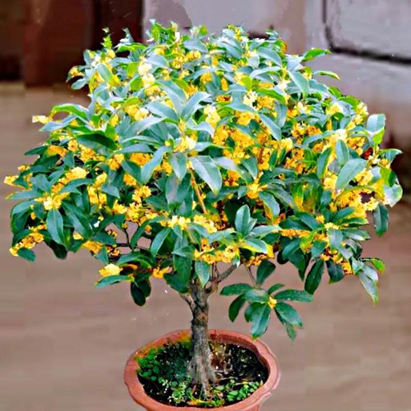 月月桂花养殖方法(桂花中最香的品种排名)