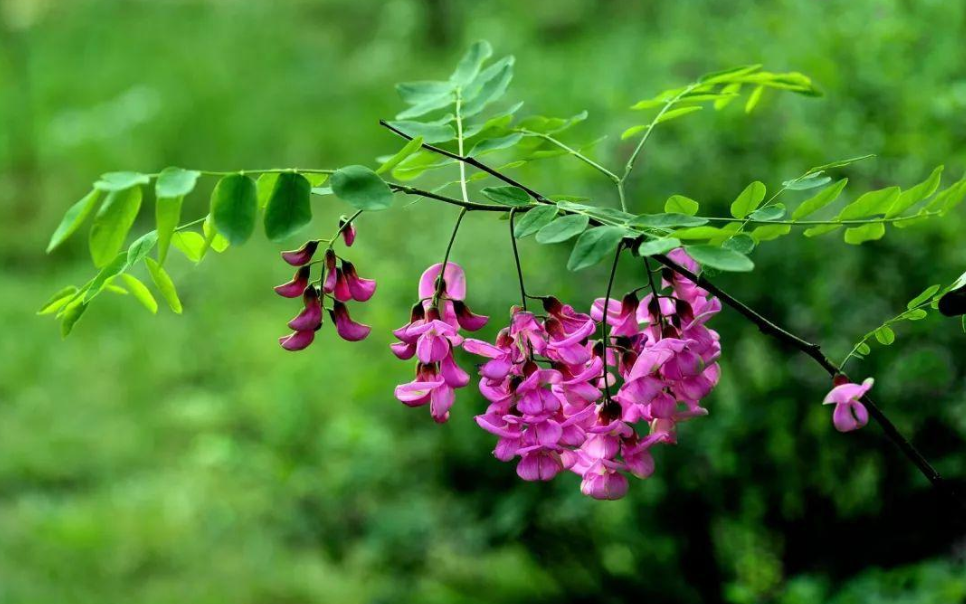 紫槐花什么时候开花(北方庭院耐寒观赏花树)
