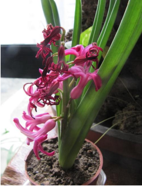 风信子开完花后怎么办