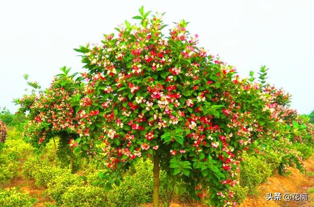 五彩锦带树花期多长(五彩锦带适合的地区种植)