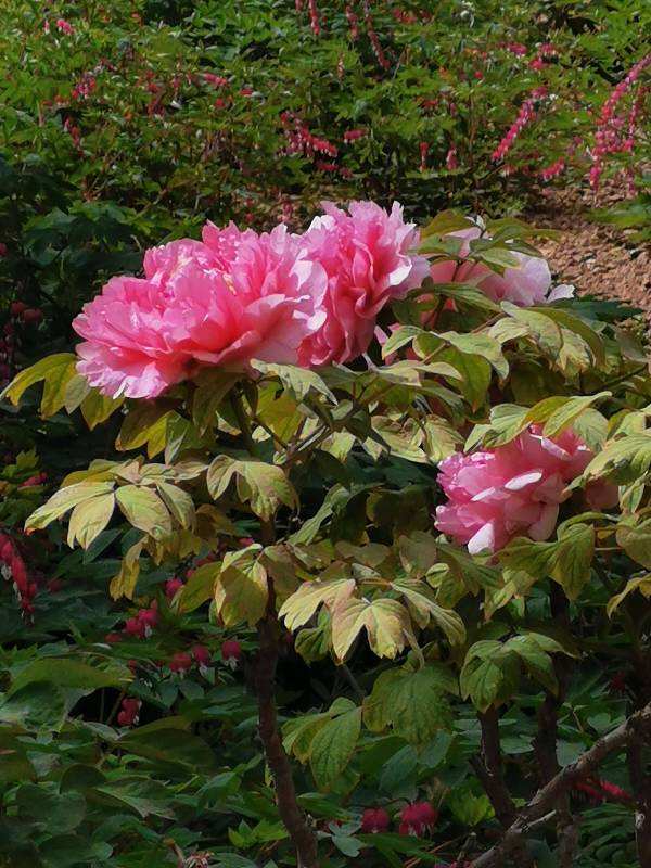 花中之王指的是什么花(花王牡丹的介绍)