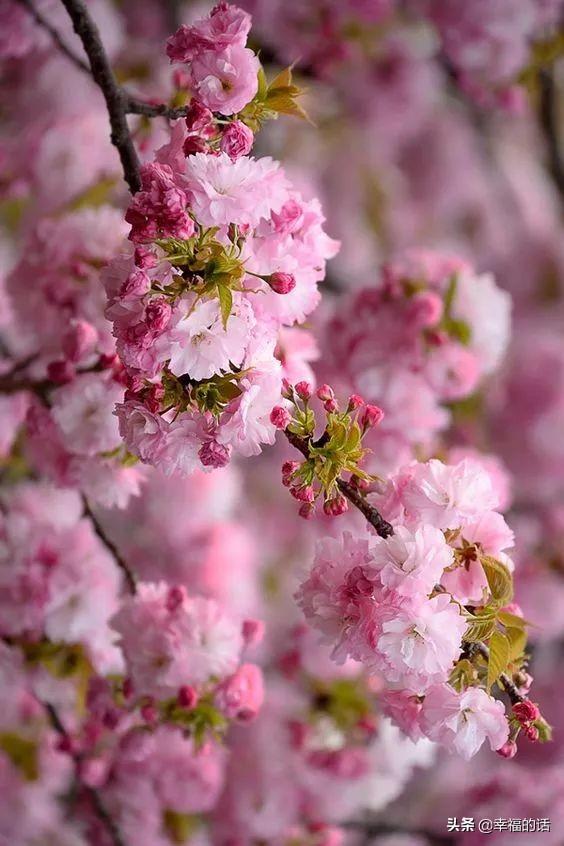 花中四君子是指什么花(梅兰竹菊四君子代表的意义)