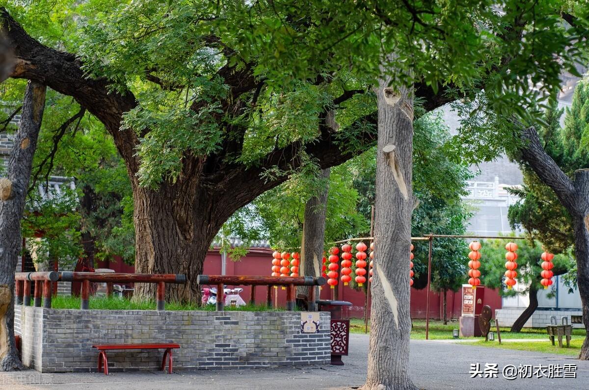 北方槐树什么时候开花(国槐与洋槐树的区别)