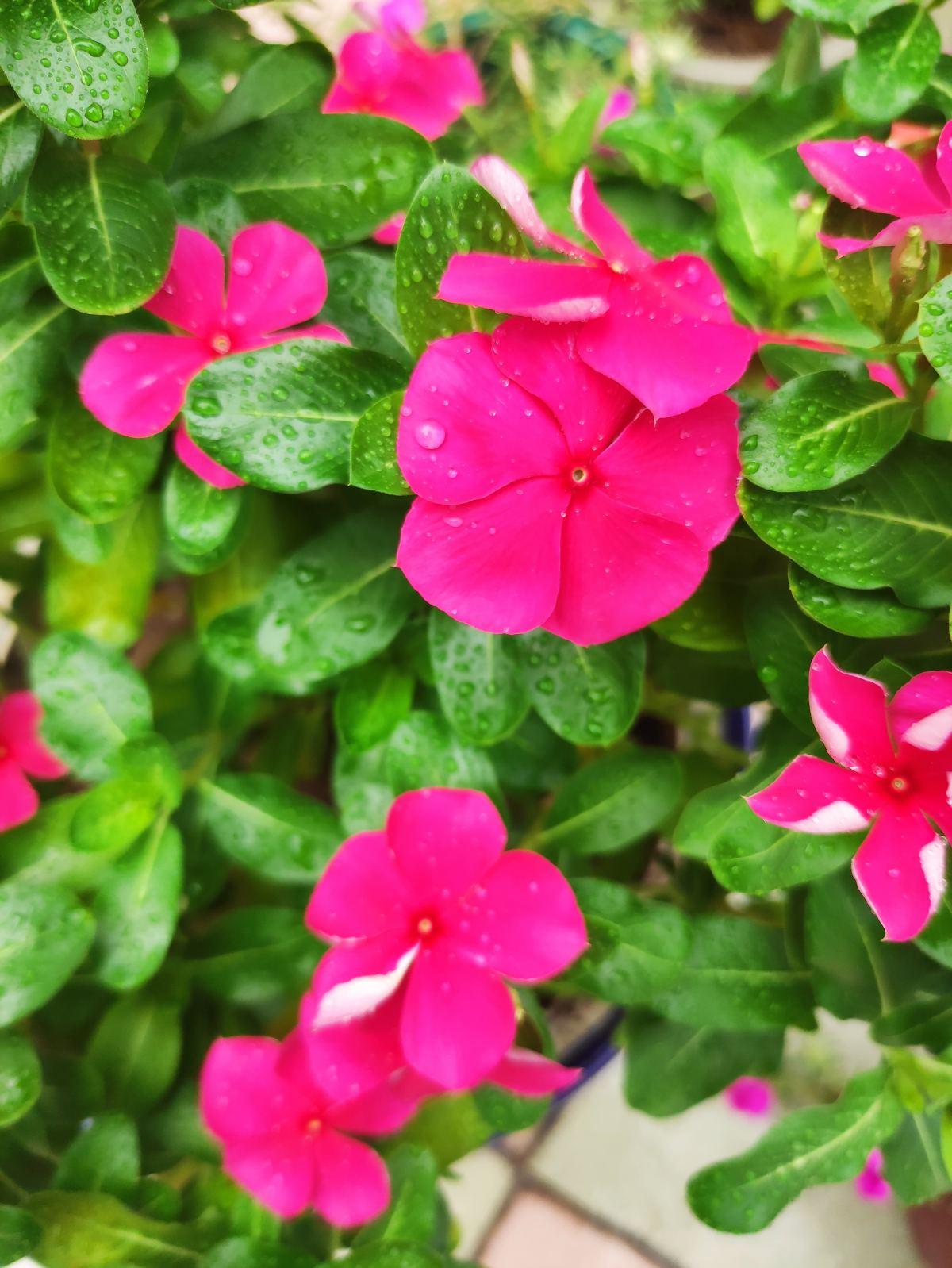 一年四季都盛开的花是什么花(室内四季开花好养的花)