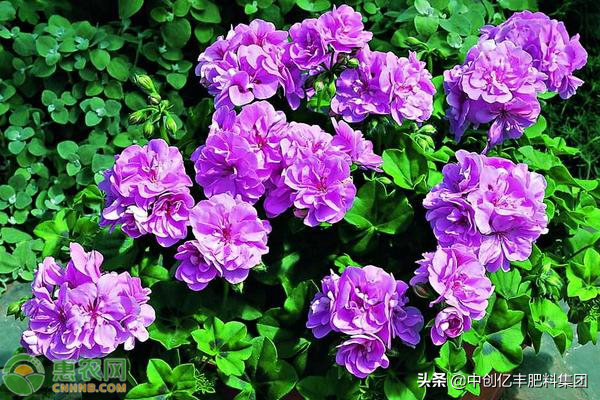 天竺葵花语象征与寓意(适合家庭室内养的花)