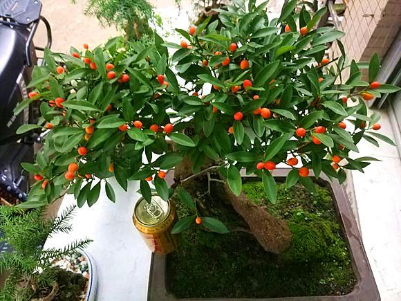 金豆盆景是什么植物(金豆国家二级保护植物)