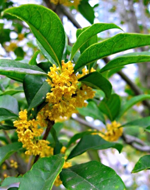 月月桂花养殖方法(桂花中最香的品种排名)