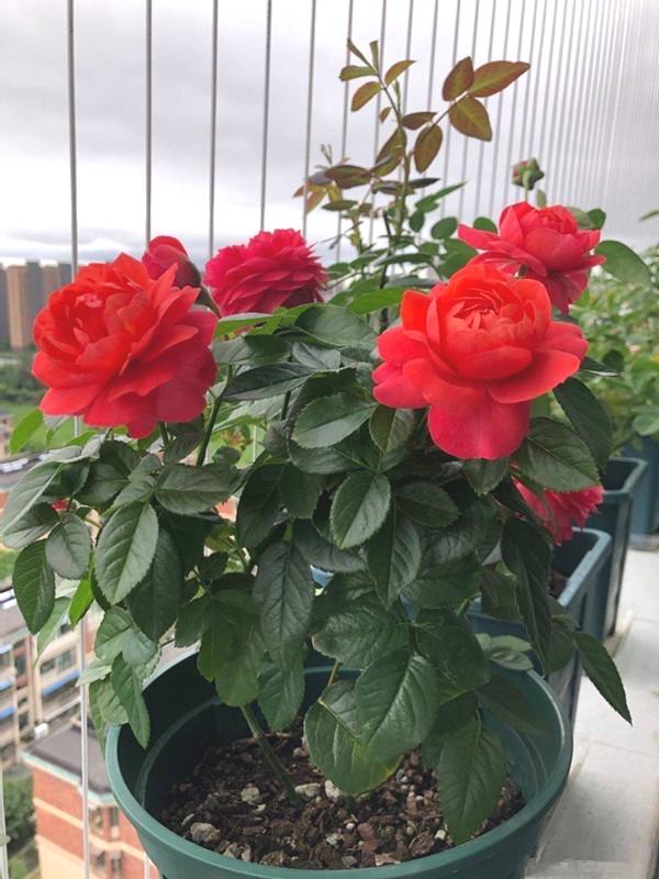 室内阳台种什么花好看又好养(最好养的阳台植物)