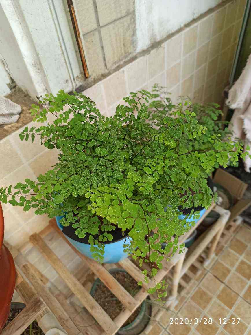 不需要阳光的室内植物有哪些(室内最好养的喜阴绿植推荐)