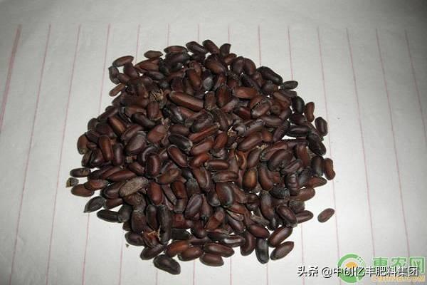 腊梅种子催芽方法有哪些(了解腊梅种子的播种技巧)