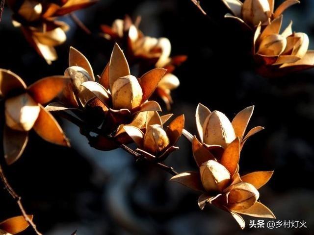 香椿树什么季节载的好(四季香椿的种植方法)