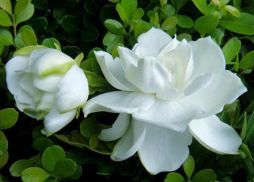 栀子花叶子不绿是什么原因造成的（介绍栀子花用的肥料）