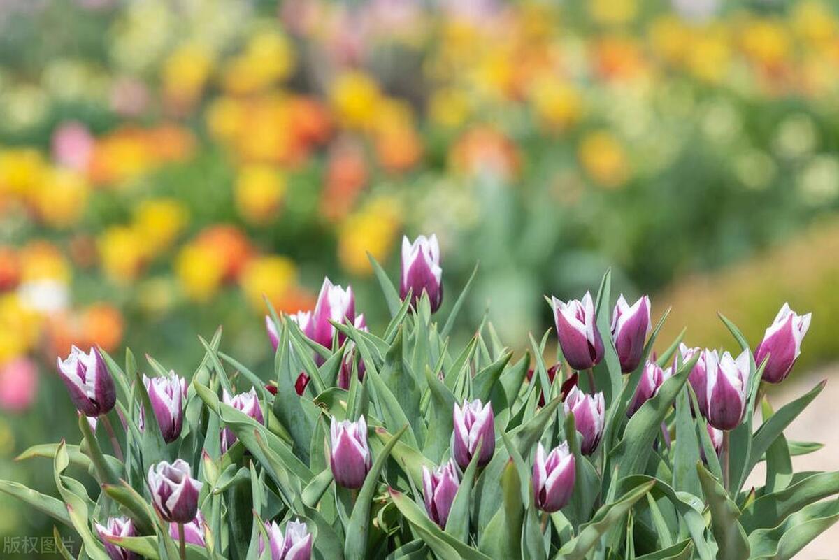 白色郁金香的寓意及象征意义(关于郁金香栽培方法和时间)