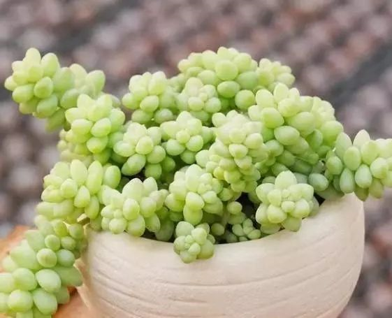 多肉盆栽怎么种植方法