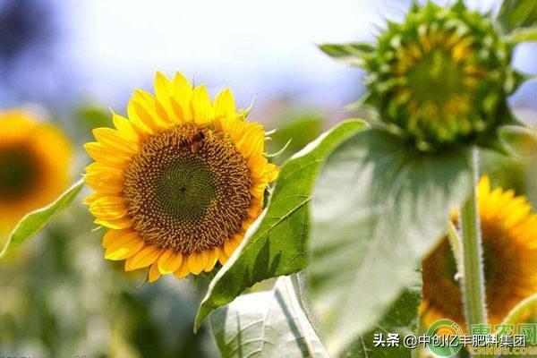 向日葵开花时间是几点左右开花(关于向日葵盆栽养护方法)