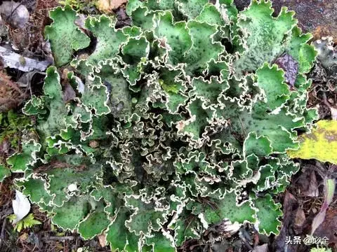 苔藓类植物有哪些(最好养的苔藓排行)