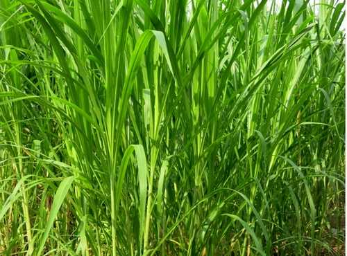 竹子是草还是树(竹子的资料及介绍)