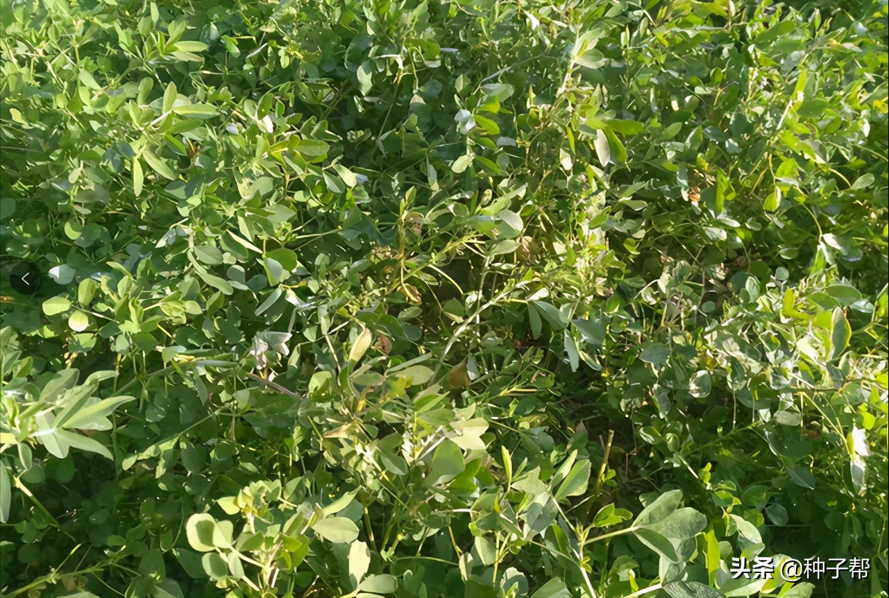 紫花苜蓿种子浸泡多久(关于紫花苜蓿种植方法)