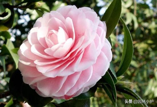 山茶花名贵品种有哪些