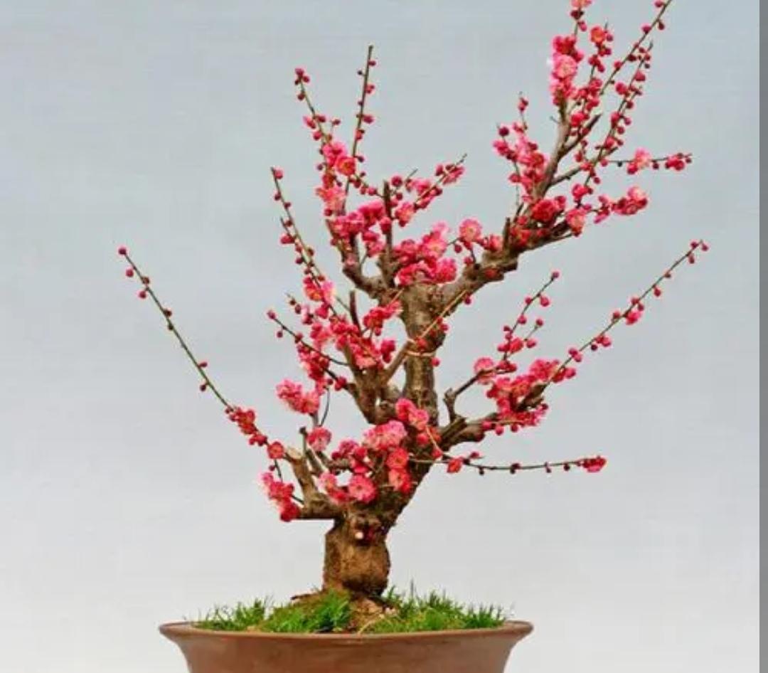 冬天开什么花常见(北方冬季耐寒植物花卉)