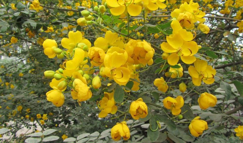 黄花决明子什么时候开花(黄槐决明与黄花槐区别)