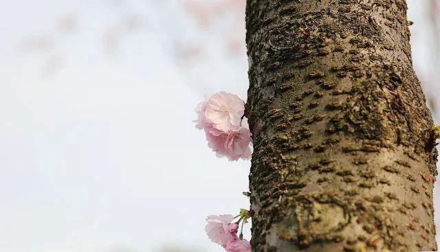冬樱花几月开(各种樱花品种介绍)