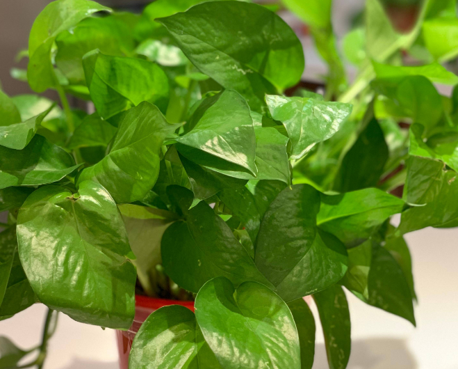 有效吸甲醛的绿植排名（快速除甲醛的方法）