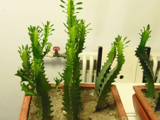 带刺的植物叫什么名字(介绍带刺盆栽植物名称)
