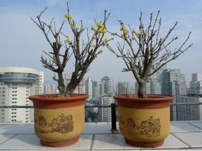 腊梅树种植方法及时间