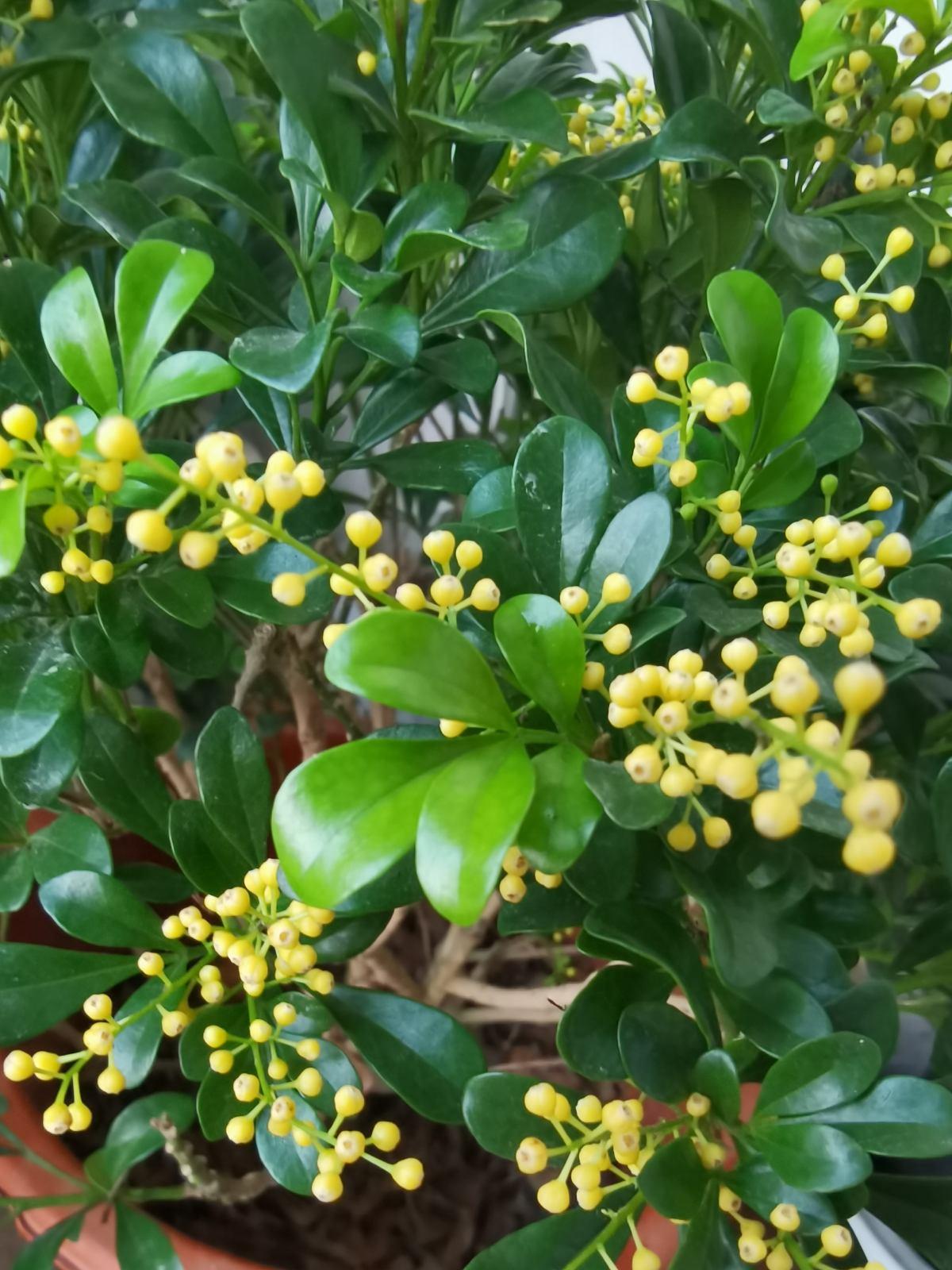 一年四季都盛开的花是什么花(室内四季开花好养的花)