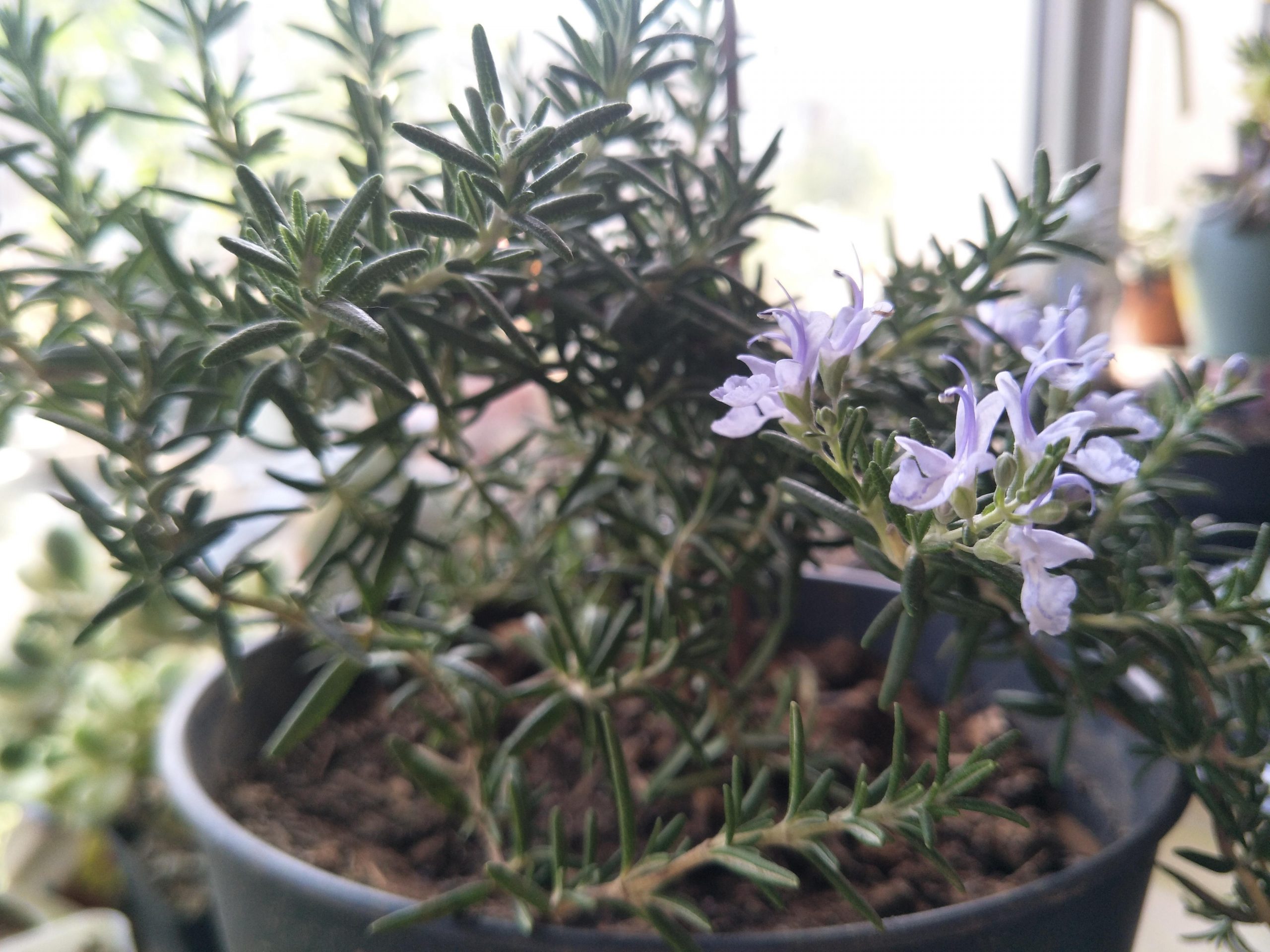 驱蚊草有几种(推荐可以驱蚊子的植物)