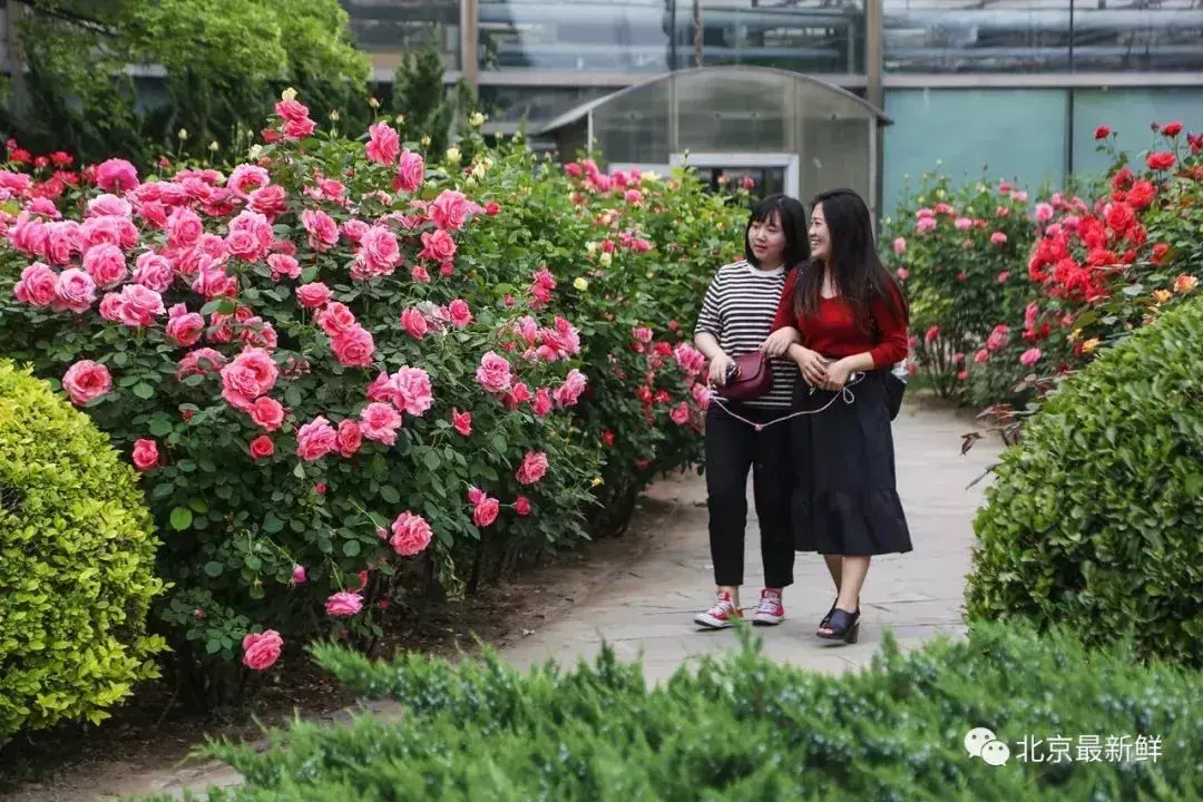 北京市花是什么花(北京的代表花介绍)