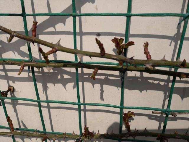 龙沙宝石月季一年开几次(详解龙沙宝石月季优缺点)
