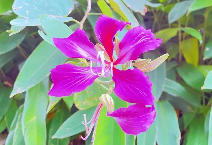 红绒球是什么花(绒球花图片真实)